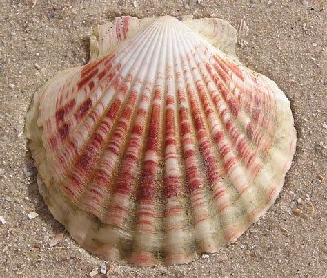 Mollusca | Mollusca, Marine organism, Molluscs