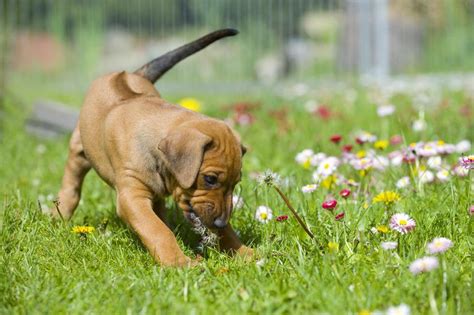 ¿tu Perro Tiene El Hábito De Escarbar El Jardín Conoce Por Qué Wuf