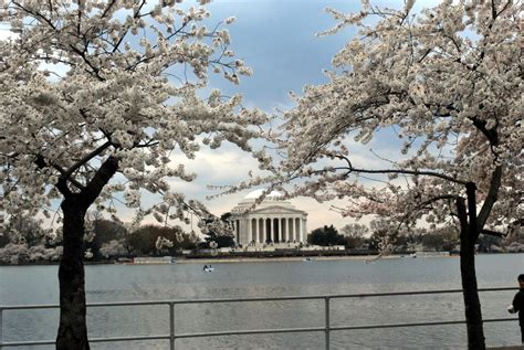 Washington Dc Cherry Blossom Walking Tour Getyourguide