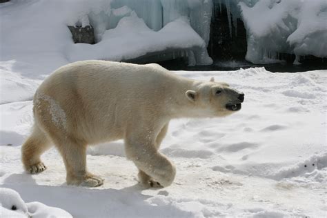 Polar Bear Walking Free Stock Photo Public Domain Pictures