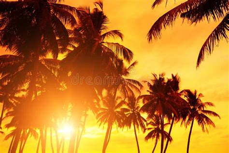 Sunset Beach Tropical Coast Coconut Palm Trees Stock Photo Image Of