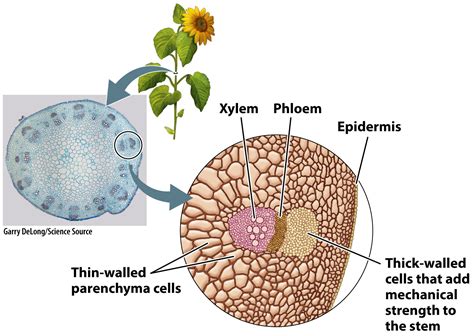Plant Stem Cell Diagram