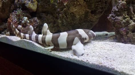 Georgia For Sale Brownbanded Bamboo Shark 9 10 Eating Well 120