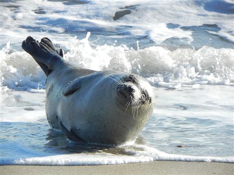 Harbour Seal Life Apex