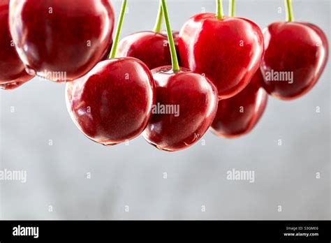 Eight Fresh Red Sweet Cherries Hang In A Row Against A Light Background At The Top Of The