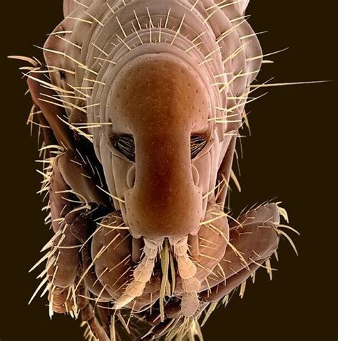 Strange Insects Up Close Electron Microscope Electron Microscope