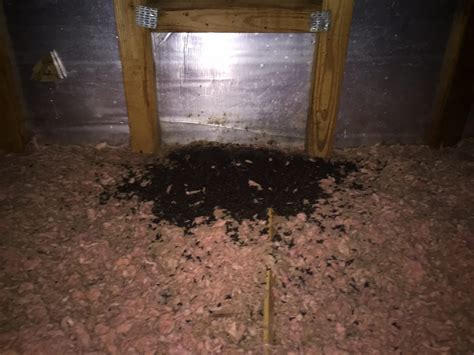 What Do Bat Droppings Look Like And How Dangerous Are They Virginia