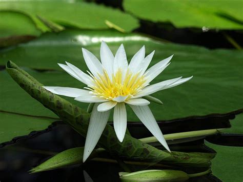 Lotus flower hd wallpapers for iphones, ipads, androids, windows and mac: Lotus Flower Wallpapers - Wallpaper Cave