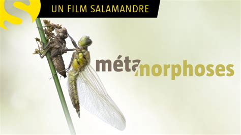 5 Documentaires Animaliers Sur Les Insectes La Salamandre