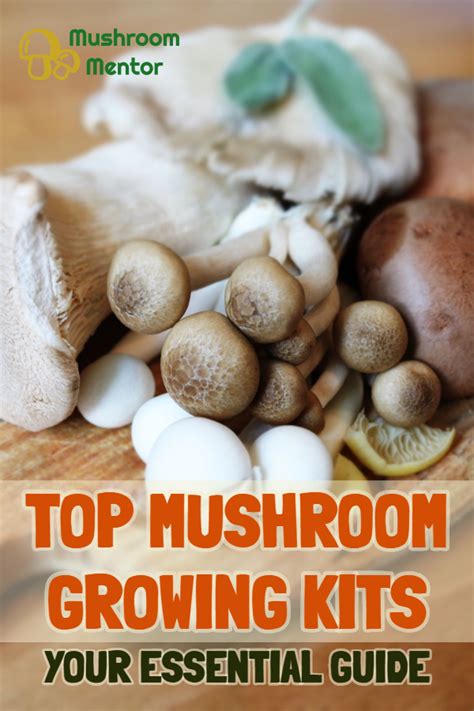 Top Mushroom Growing Kits Your Essential Guide