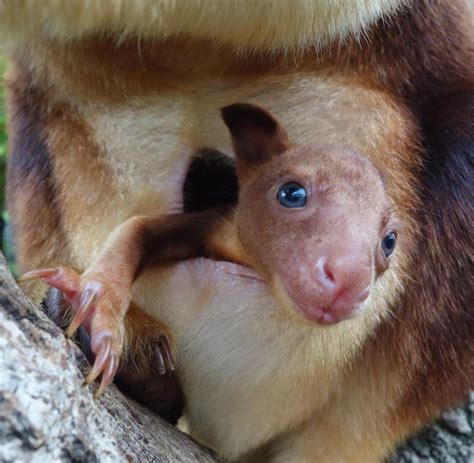 Rarität Seltenes Känguru Baby Im Zoo Von Sydney Bilder And Fotos Welt