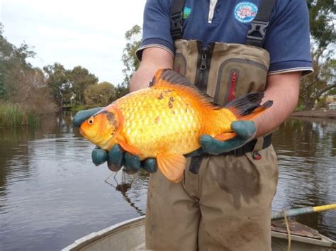 How big do common goldfish get? How Big Can Goldfish Get? - Make Your Goldfish Grow Faster
