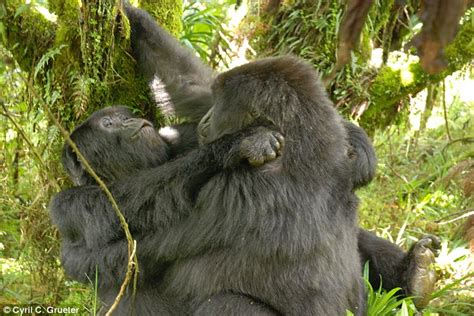 Australian Scientist Spots Female Gorillas In The Midst Of Same Sex