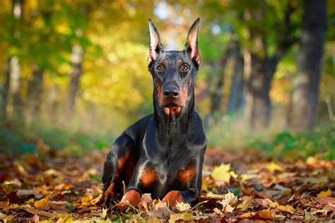 Doberman Pinscher Ultimate Guide Pictures Characteristics And Facts
