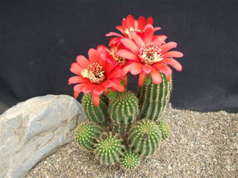 Trichocereus Varieties Are Often Sold As Echinopsis This Is A Large