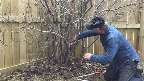 How To Prune A Lilac Tree Pruning Calgary Arborist Kevin Lee Of Krl