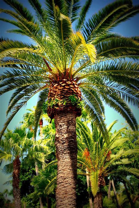 Palm Trees In Key West Florida Photograph By Anita Hiltz