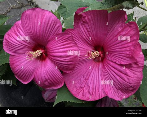 Cold Hardy Hibiscus Hi Res Stock Photography And Images Alamy