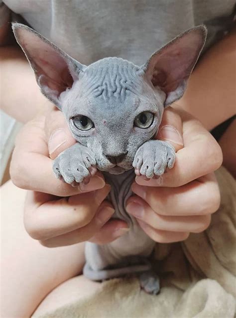 These Sphynx Babies Will Instantly Melt Your Heart Cute Hairless Cat