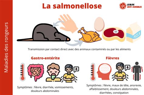 Liste Maladies Transmissibles Par Les Rats Et Les Souris