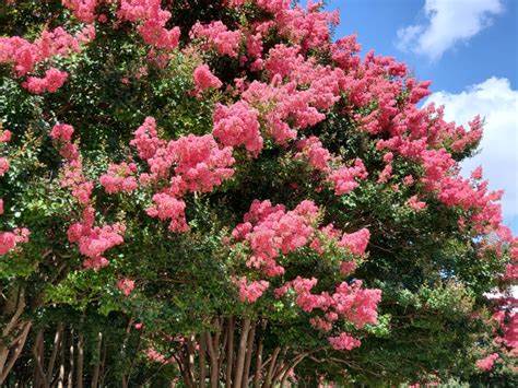 Crepe Myrtle Seed Collection Learn About Crepe Myrtle Seed Harvesting