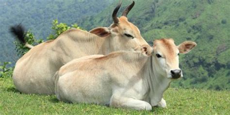 ‏ لمبو ‎ ‎) merupakan sejenis mamalia ungulat yang umum sekali dan diternak sebagai haiwan bela jinak.ia merupakan anggota moden yang utama dalam subfamili bovinae, dan spesies yang mempunyai bilangan paling banyak dalam genus bos, dan biasanya dikelaskan sebagai spesis taurus. Dahlan tinggalkan konsep peternakan sapi ala Australia | Serba Serbi Dahlan Iskan