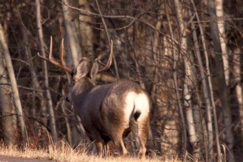 Differences Between Whitetail And Mule Deer Omega Outdoors