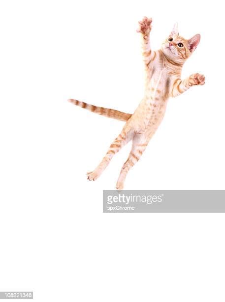 Cat Jumping In Air Photos And Premium High Res Pictures Getty Images