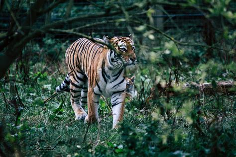 Amur Tiger Portal Works Photography