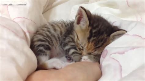 Sleeping Kitten And Its Friends Funny Cats Videoss For