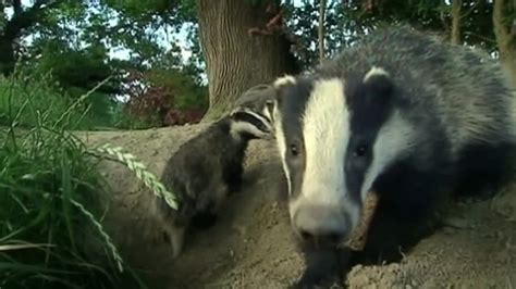 Bbc News Badger Culls Were Ineffective And Failed Humaneness Test