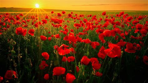 Poppy Red Flower Field During Sunrise Hd Flowers Wallpapers Hd