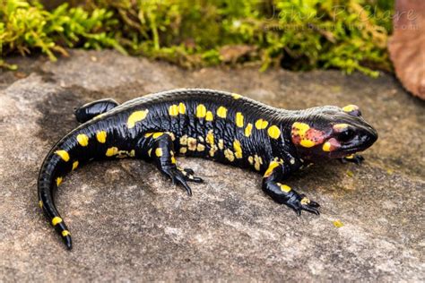 6 Jenis Salamander Eksotis dengan Warna dan Bentuk yang Indah – Kakeksakti – Spesialis Prediksi