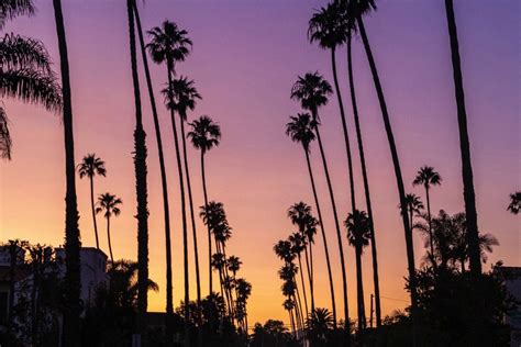 Why Do The Palm Trees On Some La Streets All Lean The Same Way