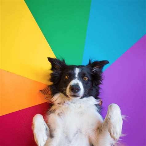 Click here to view border collie dogs in colorado for adoption. Pin by Ron on Find Momo | Border collie lover, Border ...