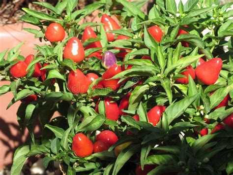 Red Chili Peppers Hanging On The Plant Tuscany Italy Stock Photo