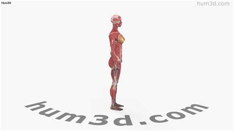 360 View Of Complete Female Anatomy 3d Model Hum3d Store