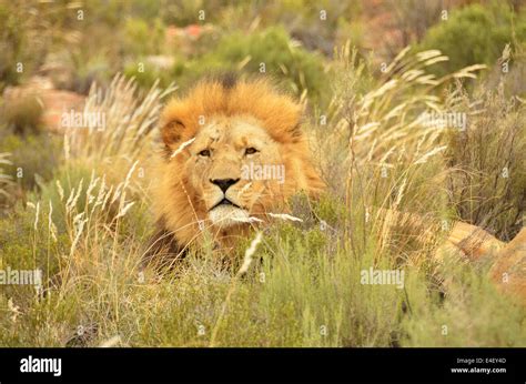 Full Grown Lion Lying In Veldt Grass Looking At The Photographer Stock