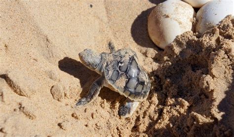 Tracking Turtle Nests At Eco Beach Wa Australian Geographic