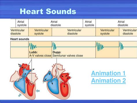 Ppt Physiology Of The Heart Powerpoint Presentation Free Download