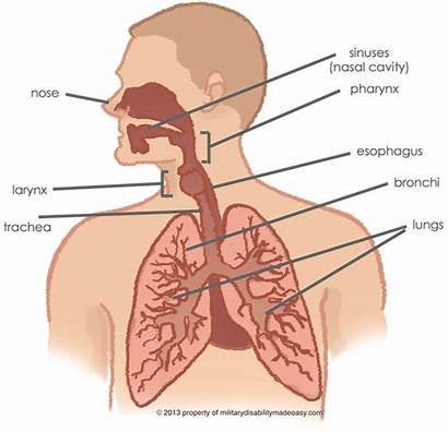 Respiratory System Lung Nose Breathing Valve Tract