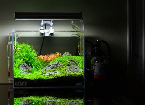 The 20 l/4.4 gal aquascape featured in the main picture is a stylised interpretation of terrain around the foothills of the dolomite mountains in italy. Pin von Mary E. McCannon auf Aquascape ideas