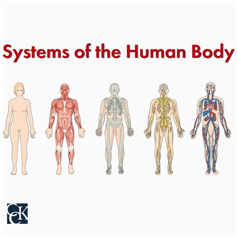 Human Body Organ Systems And Their Function Cck Law