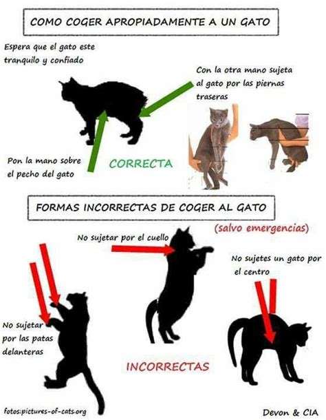 Pin En Gatos Cats Tips