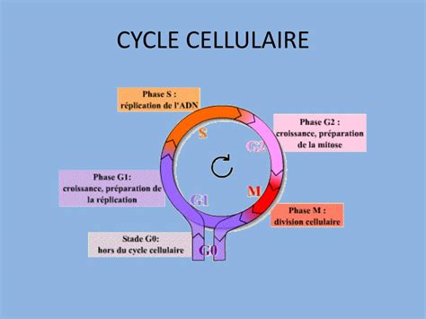 Ppt Cours De Biologie Cellulaire Powerpoint Presentation Free