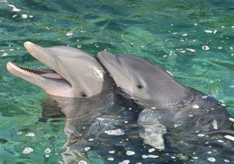 Image Result For Baby Dolphins Animals Baby Dolphins Dolphin Mammal