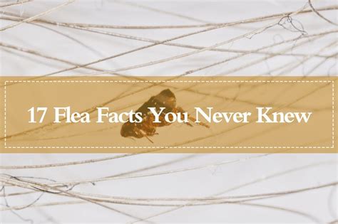 How Long Can Fleas Live Without A Host 17 More Flea Unnoticeable Facts