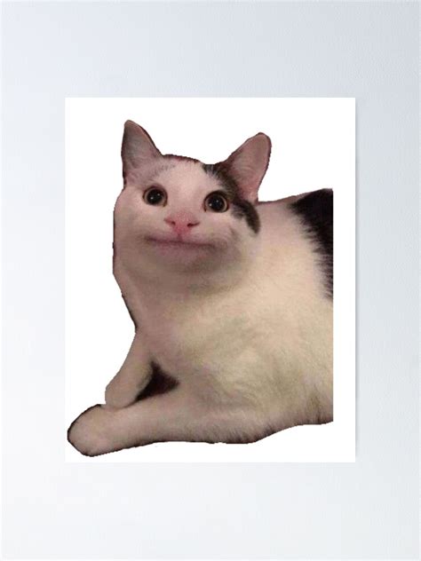 Polite Cat Meme Ubicaciondepersonascdmxgobmx