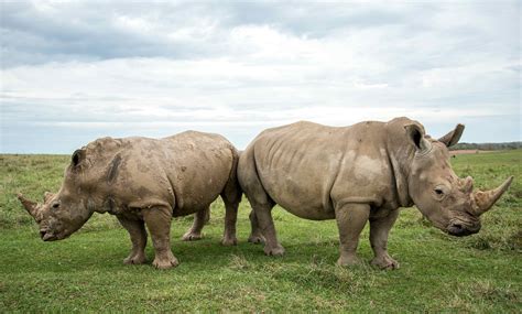 Facing Down A Crisis How We Almost Lost The White Rhino