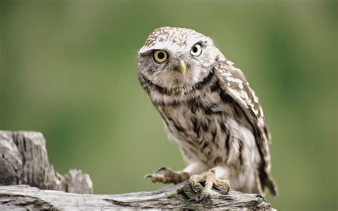Download Wallpaper 2560x1600 Owl Branch Bird Predator Widescreen 16